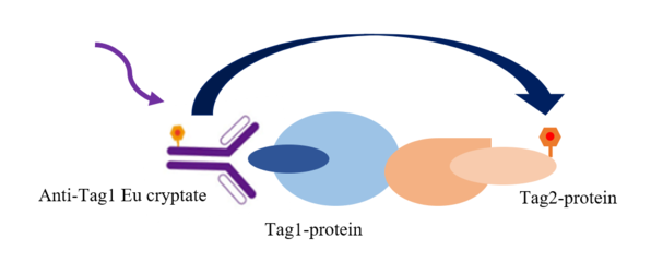 TR-FRET技術(shù) 藥物研發(fā)的“火眼金睛”與細(xì)胞技術(shù)的“精密引擎”